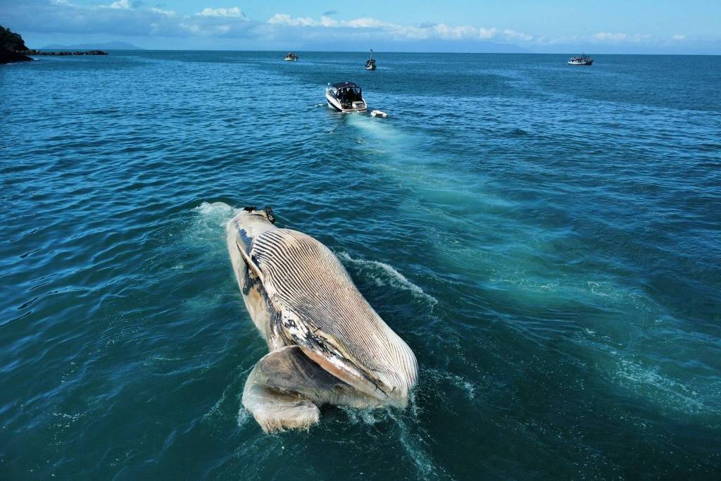 Duas baleias são encontradas mortas no litoral de São Paulo; VEJA FOTOS – TV Florida USA – A sua TV Brasileira nos Estados Unidos